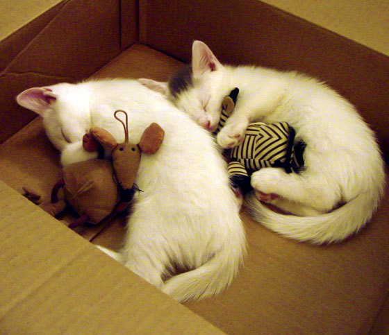 NBA球队替补阵容贡献分析,nba替补队员