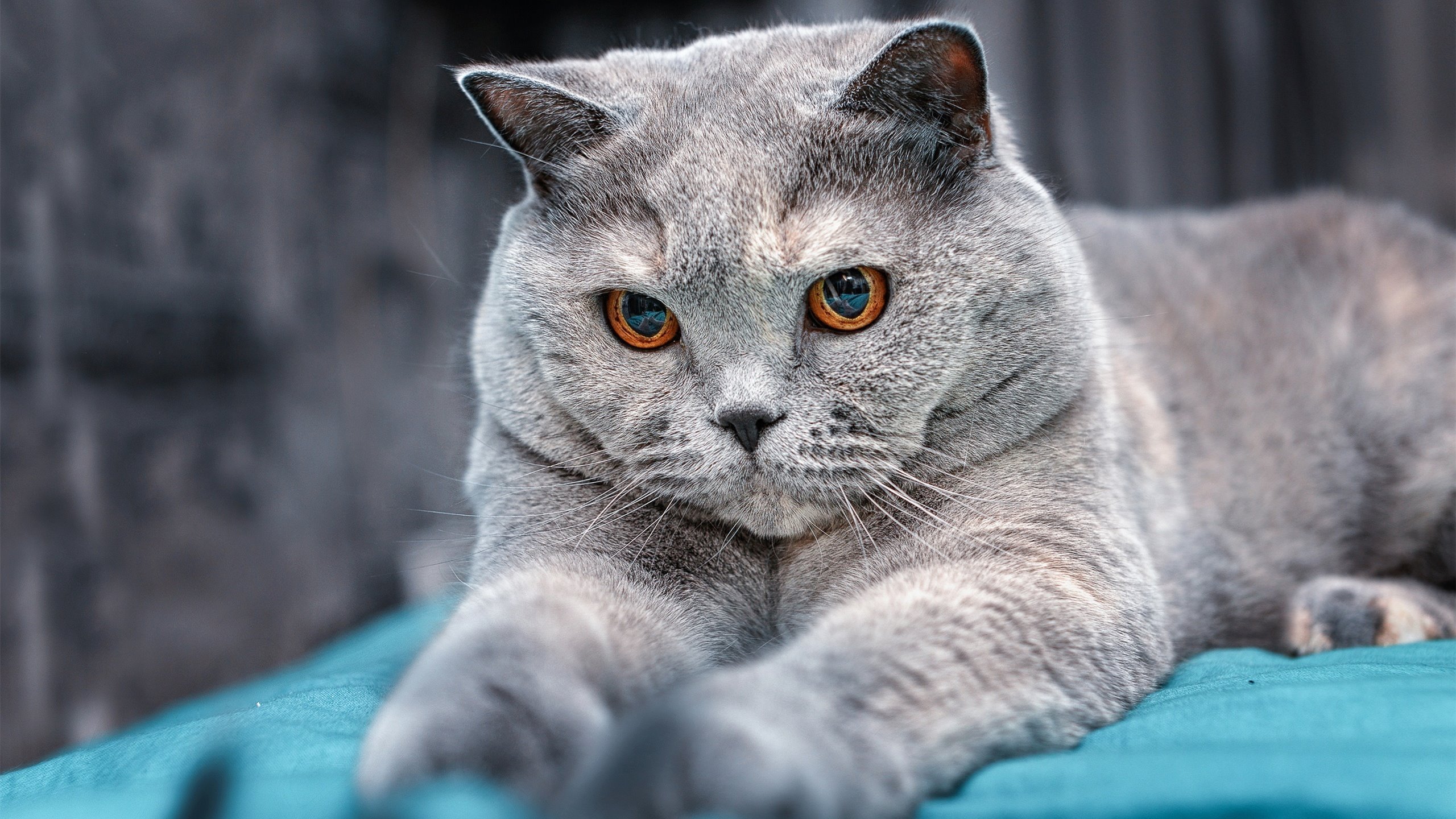 开云体育在线官网-“短柄墙球赛：高新区全民健身馆，脑力与体力的全方位较量”