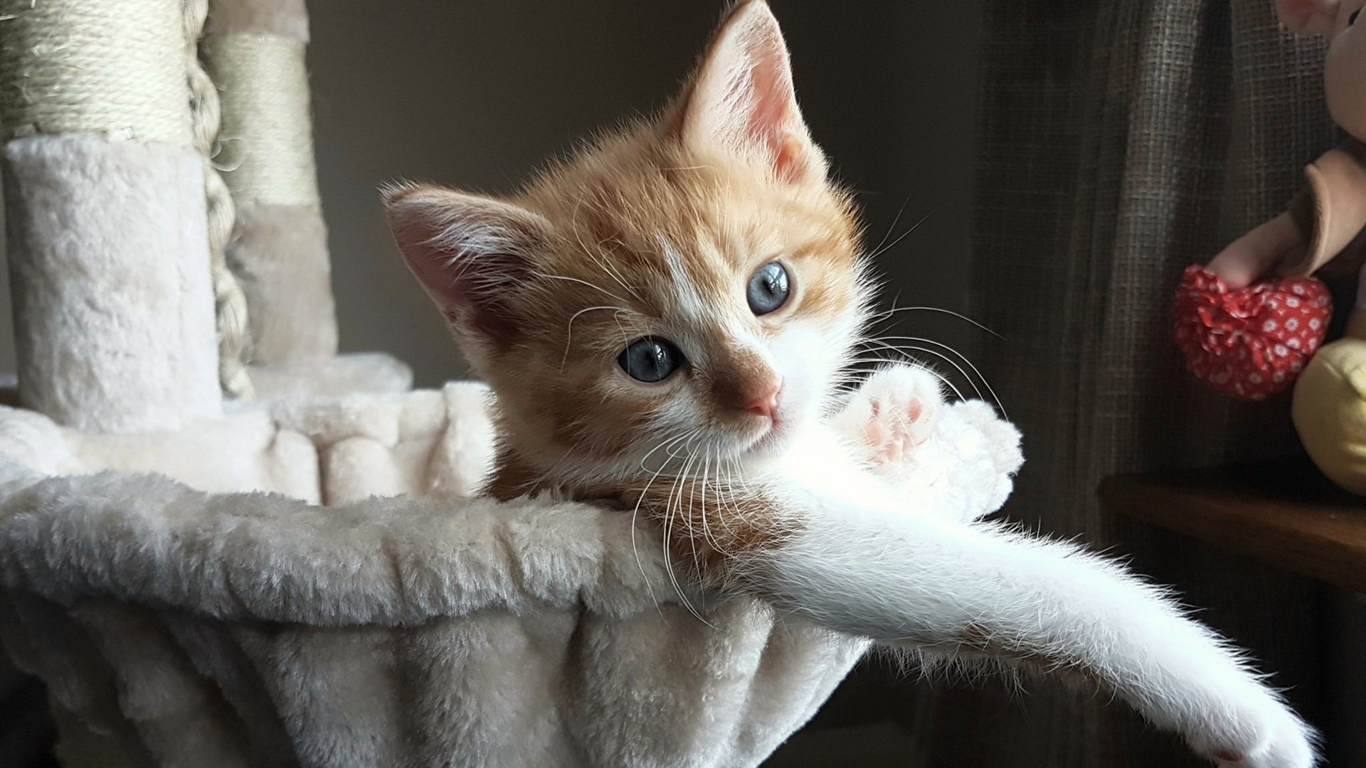 体育新闻中心发布体育主题融媒体叙事方式研究报告,全体育媒体