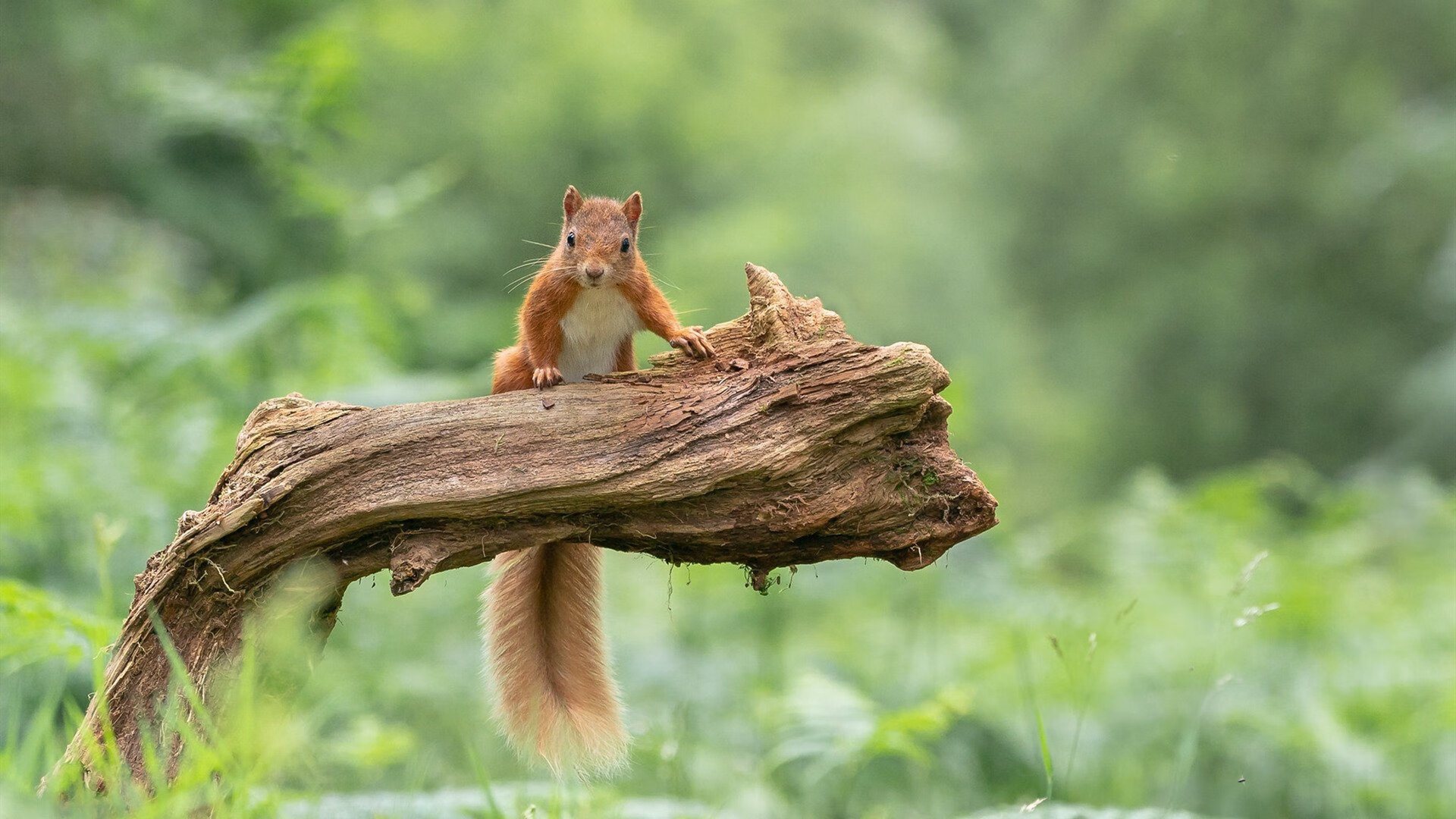 德国队整体成绩超出赛前预期,德国队获胜