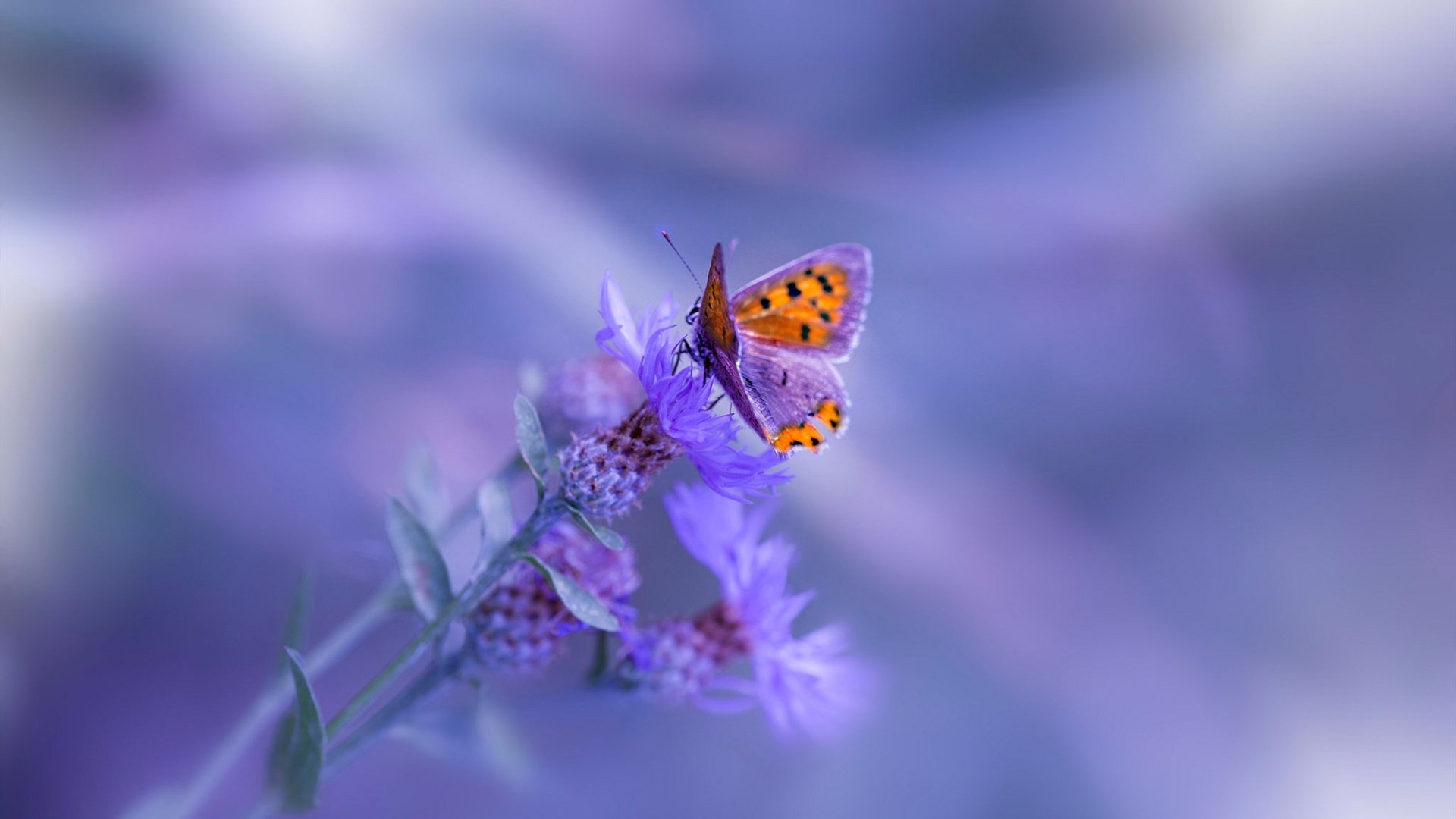 “南非羚羊队的宝贵资产:诺克·达维德·彼得森的非凡天赋”