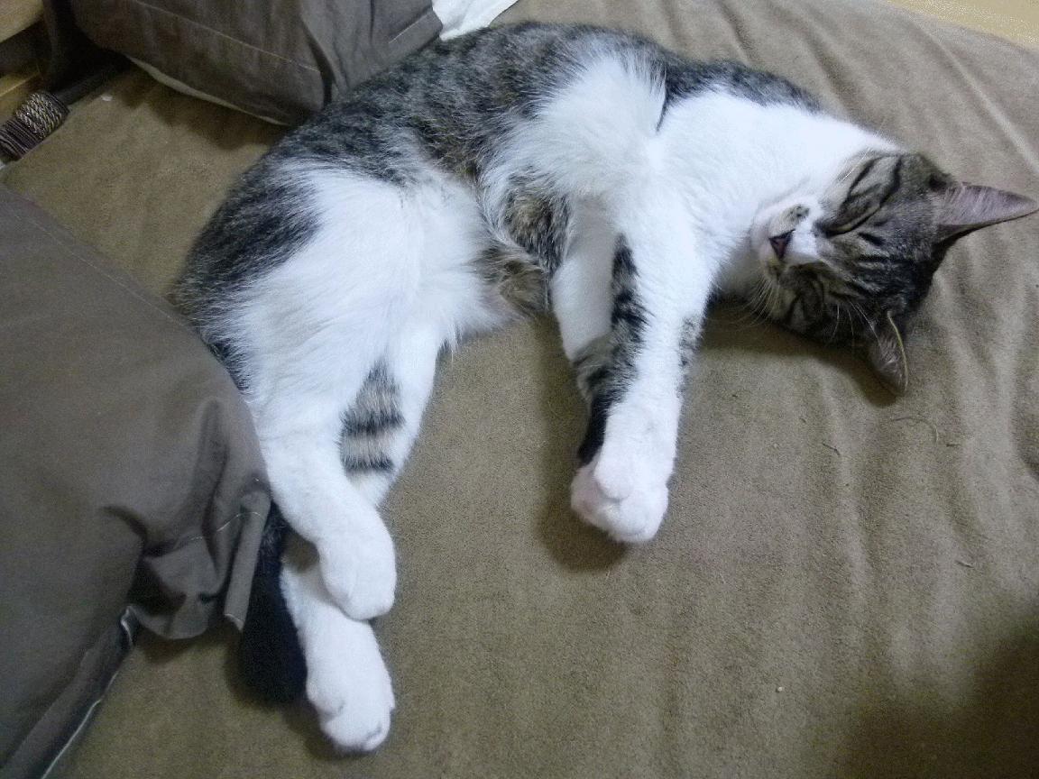 “帕布罗·马特拉:阿根廷美洲狮队的铁血战士,未来更加耀眼”