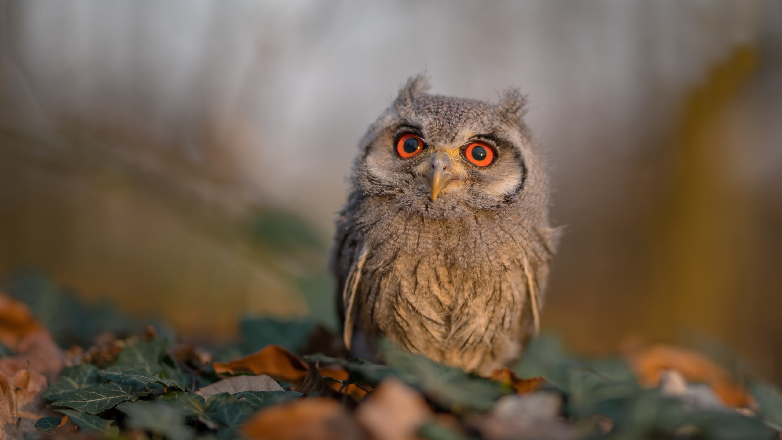 开云体育官网在线-中小学篮球注重培养运动兴趣促进健康生活，中小学生篮球培训方案