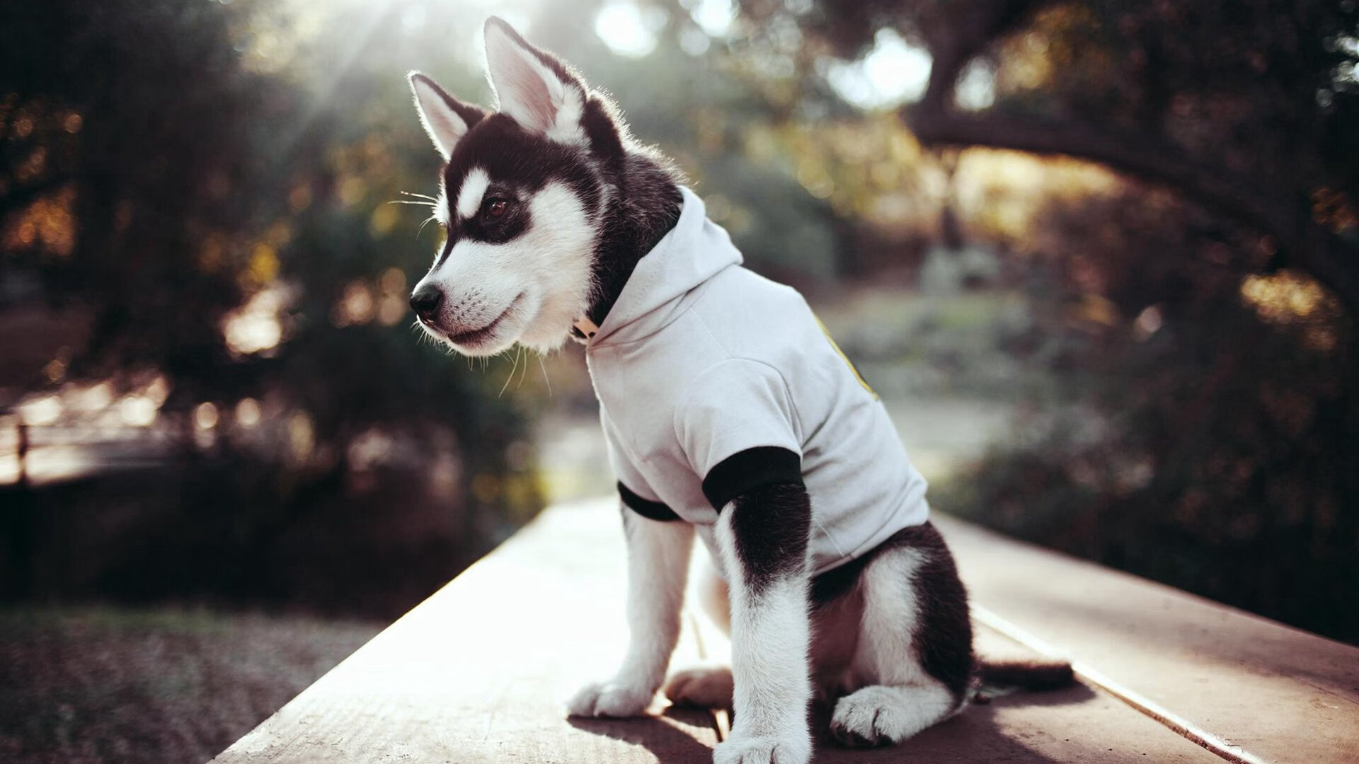 哈伦技术动作精准无误引关注,哈伦哈贝