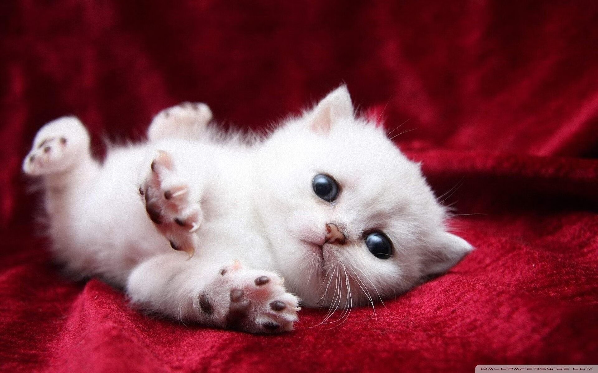 女子赛事走进黄金时段转播，女子竞走决赛直播