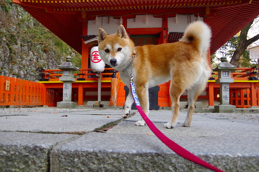 开云体育在线入口-希腊男篮在欧洲锦标赛中再获佳绩，席卷冠军宝座，希腊男篮什么水平