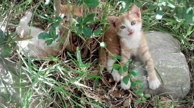 kaiyun网址-法甲琅琊榜：众星云集，新星崛起，琅琊榜法语版