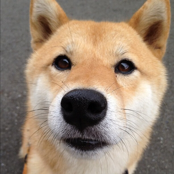 波波维奇用实力回应所有质疑，波波维奇是谁