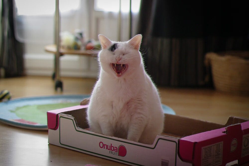 开云体育登录入口-爱尔兰青少年橄榄球赛事逐步成熟，爱尔兰橄榄球队