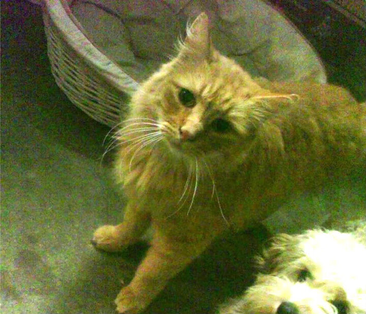 爱尔兰青少年橄榄球赛事逐步成熟，爱尔兰橄榄球队