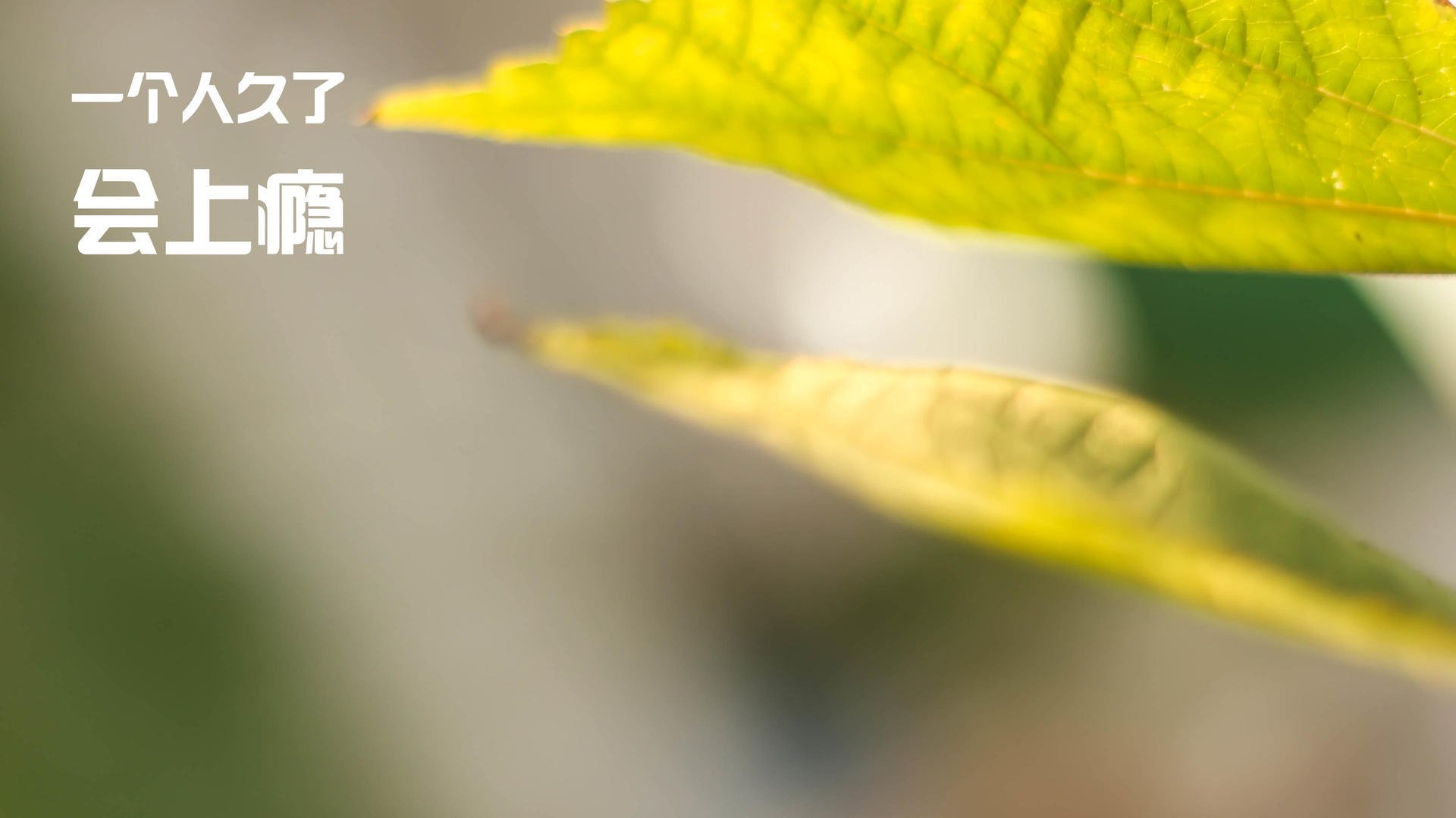 自由泳摩纳哥选手挑战极限，摩纳哥游泳池