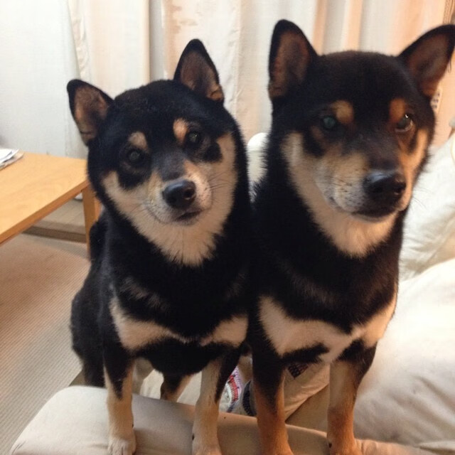 开云体育链接-荷兰队在欧洲预赛中表现优异，晋级在望