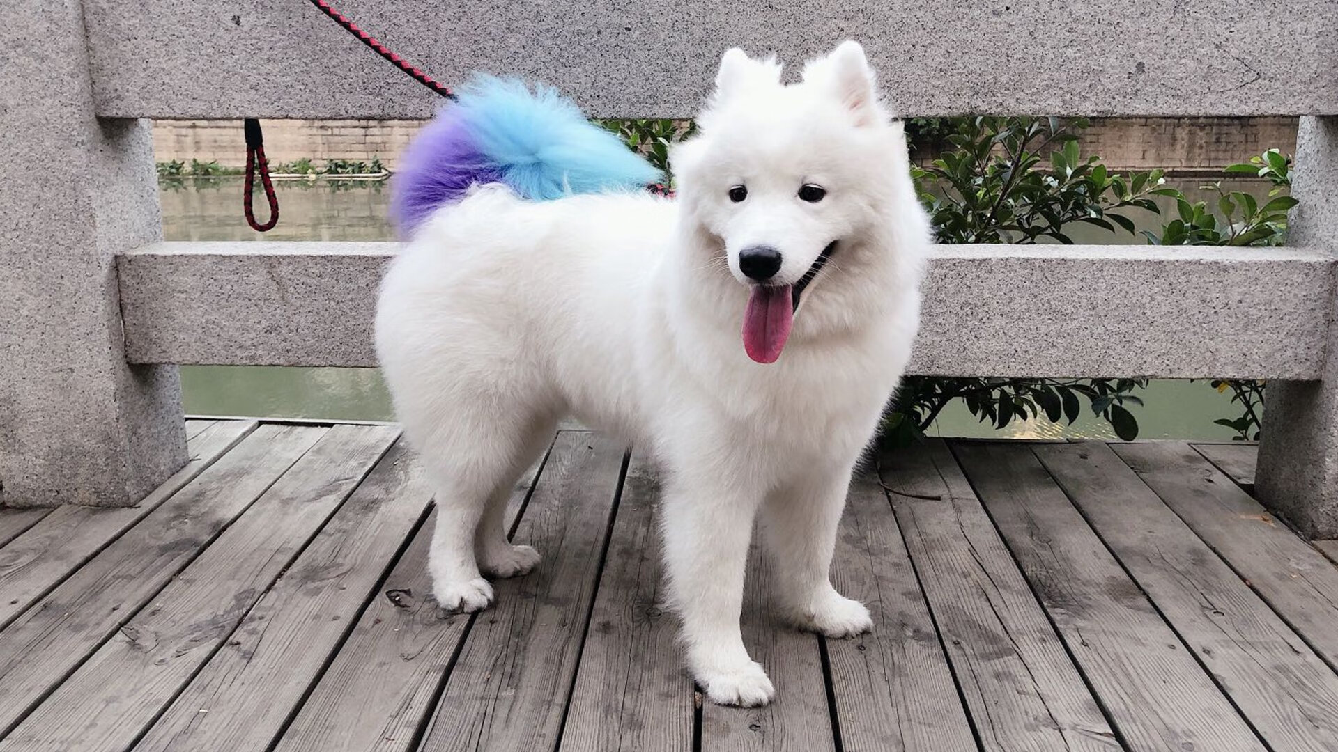 赞比亚男篮在非洲锦标赛中夺冠，开启体育崛起新篇章，非洲杯冠军赞比亚