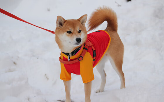 麦肯齐：全黑队进攻的“背后大师”，他能够创造无数得分机会