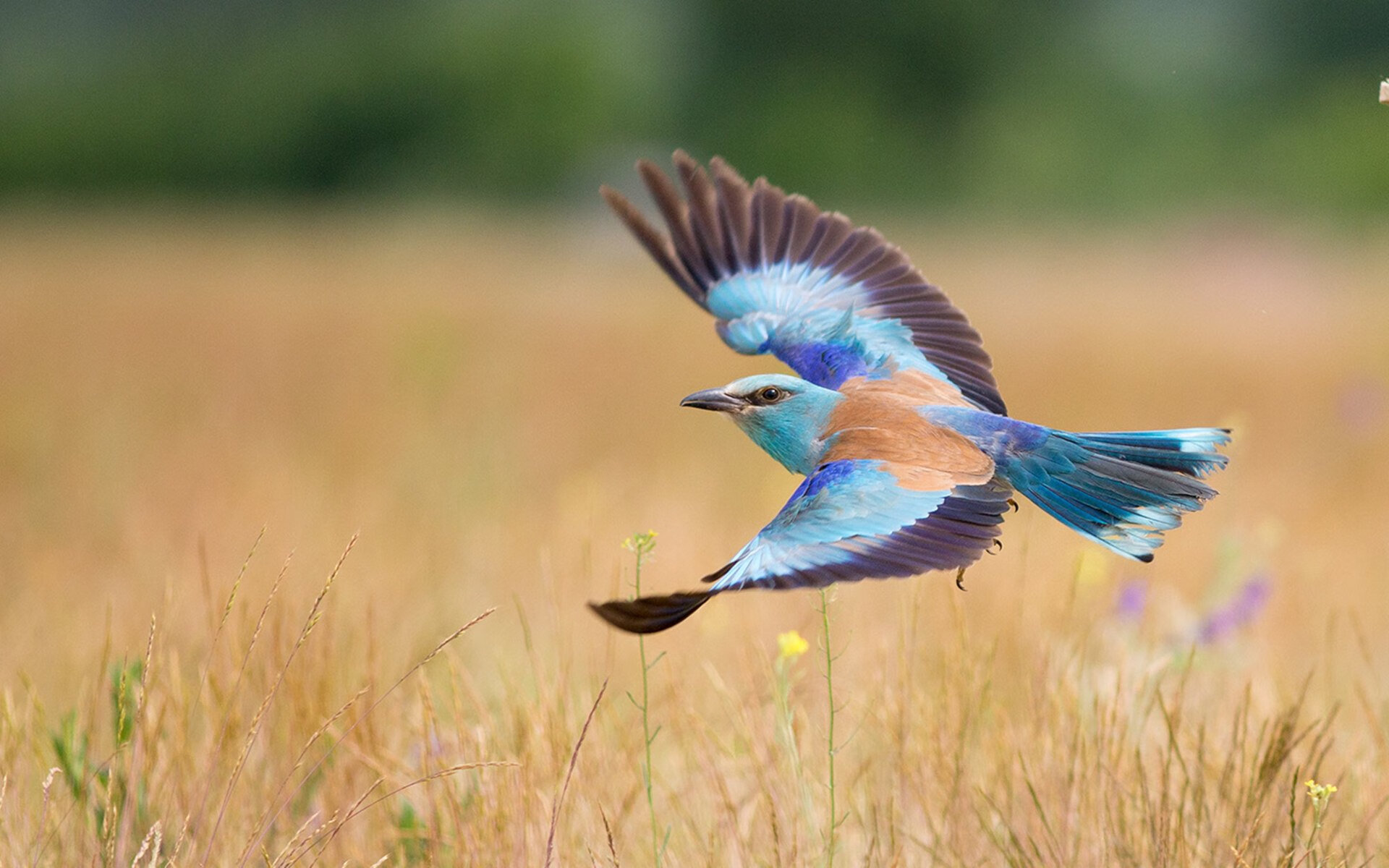 开云体育官网app-FM26定档11月4日，玩家期待已久的新引擎首秀，fm 266